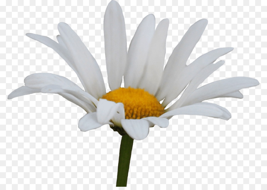 Daisy Keluarga，Daisy Umum PNG