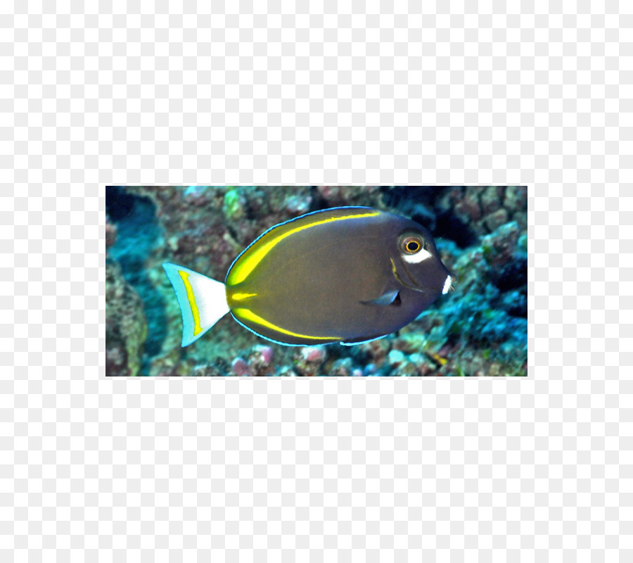 Whitecheek Surgeonfish，Ikan PNG