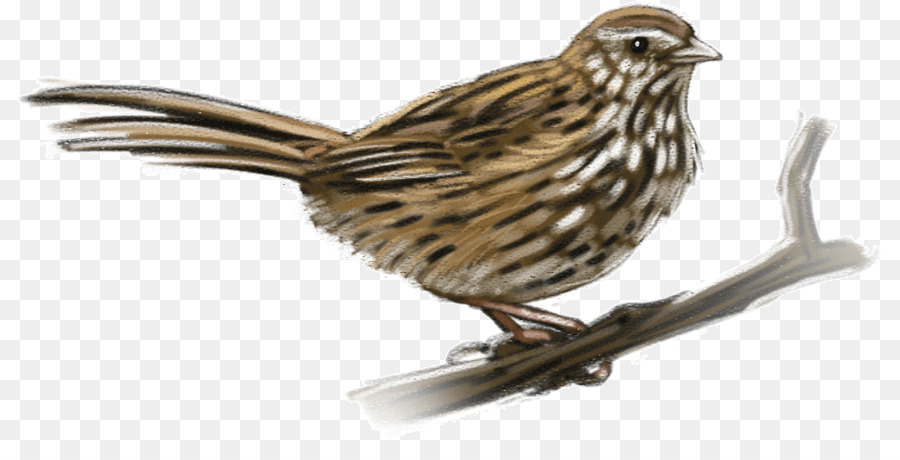 House Sparrow，Amerika Pipit PNG