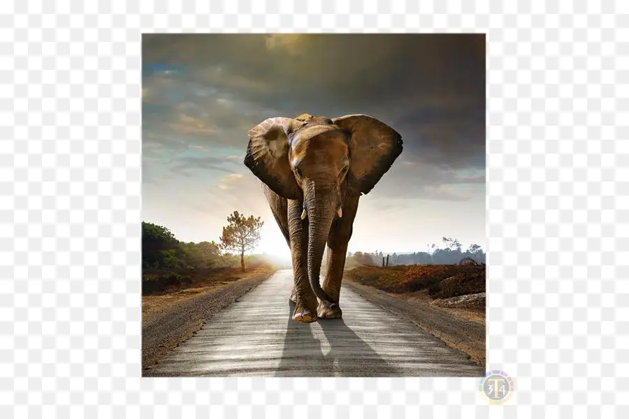 Gajah Afrika Bush，Gajah PNG