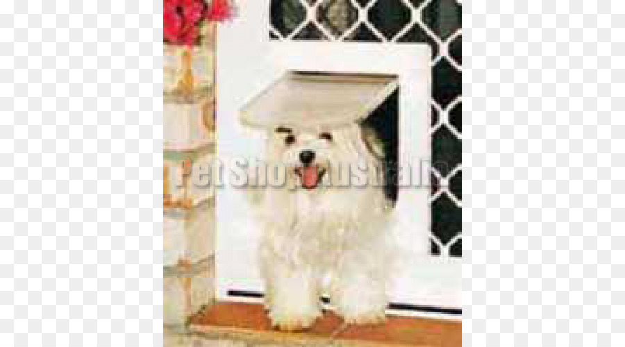 Anjing Maltese，Anjing Havanese Menarik PNG