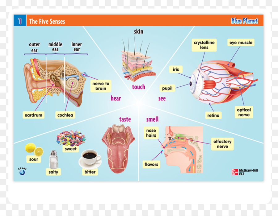 Otology Operasi Telinga Tengah，Desain Grafis PNG