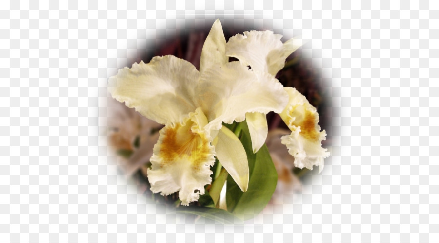 Anggrek Cattleya，Dendrobium PNG