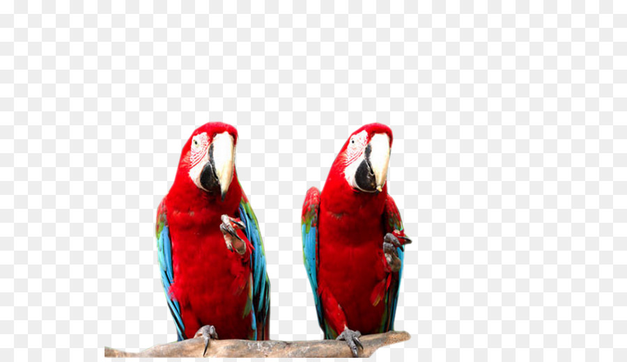 Macaw，Burung PNG