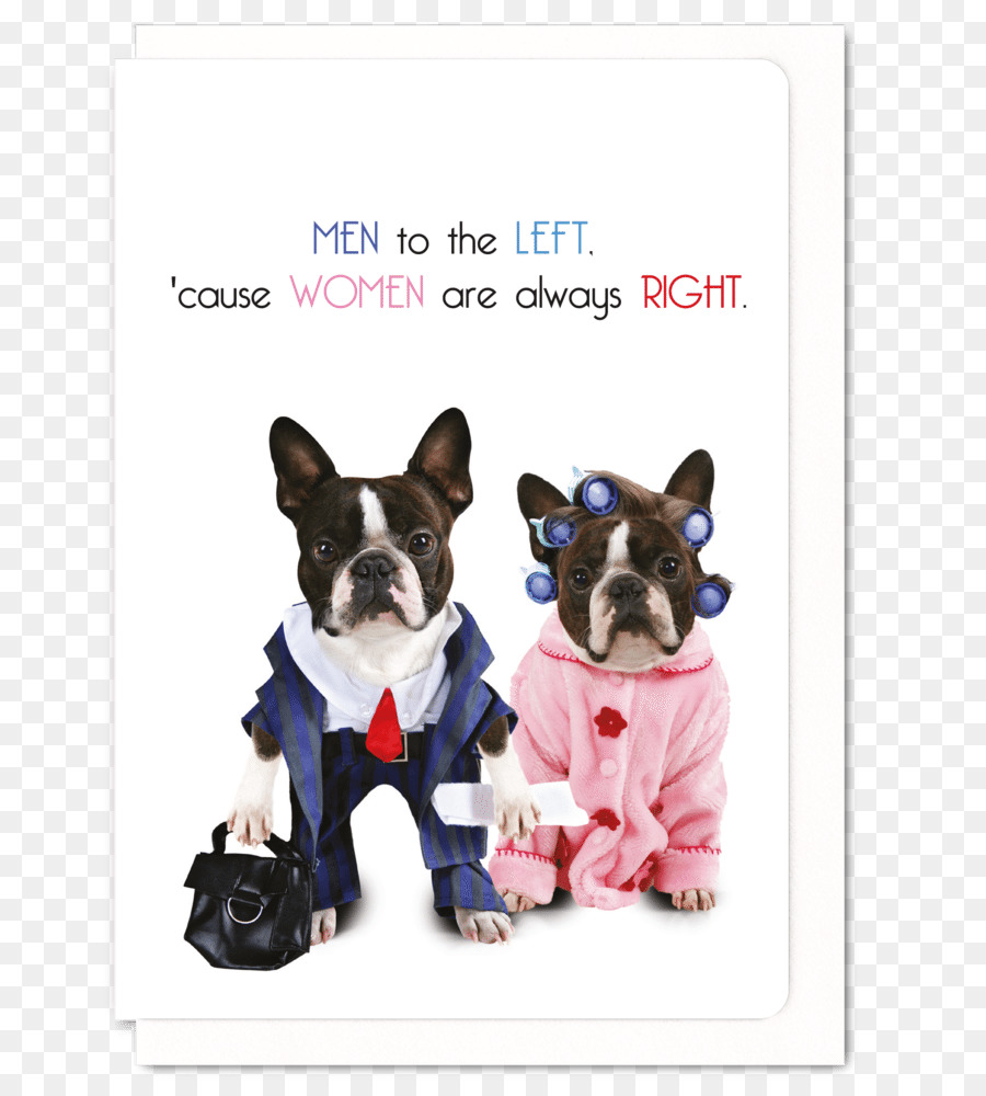 Boston Terrier，Anjing PNG