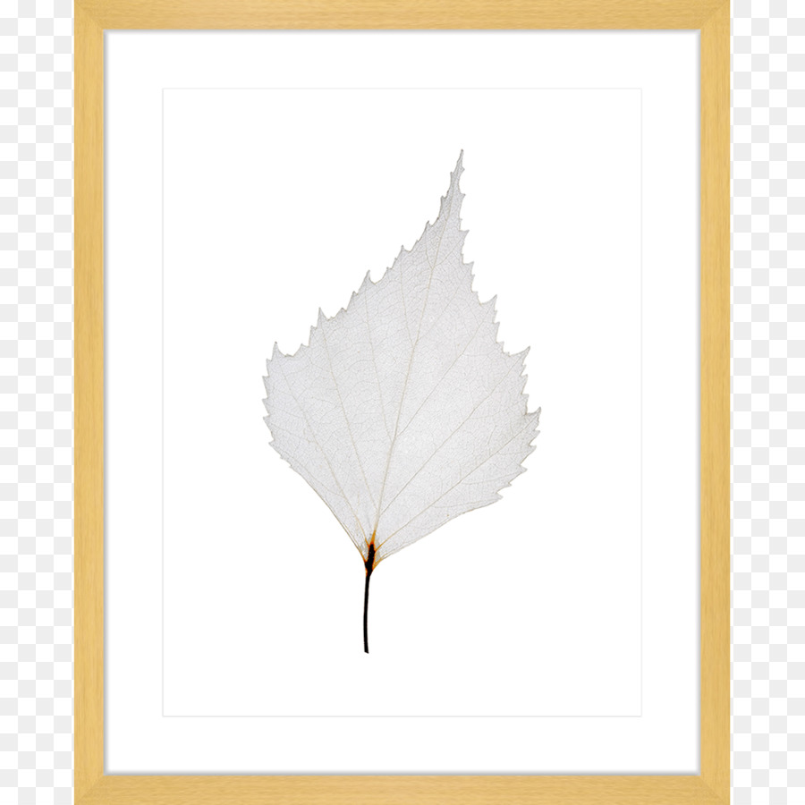 Daun Maple，Daun PNG