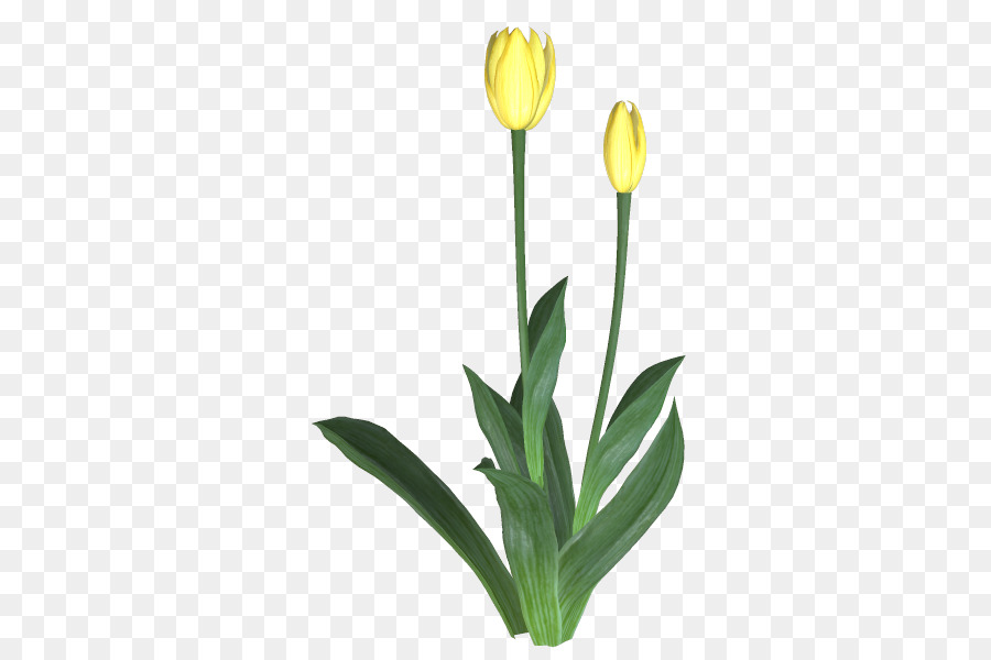 Tulip，Bunga PNG