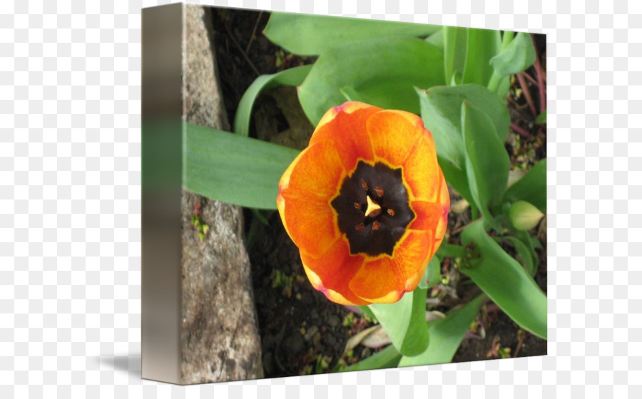 Tulip，Bunga Liar PNG
