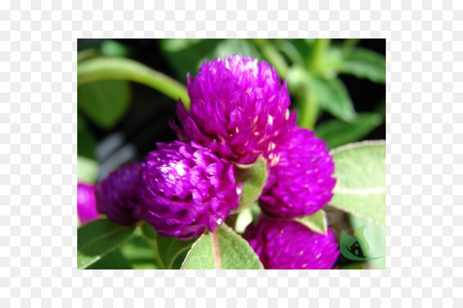 Globe Amaranth，Bunga PNG