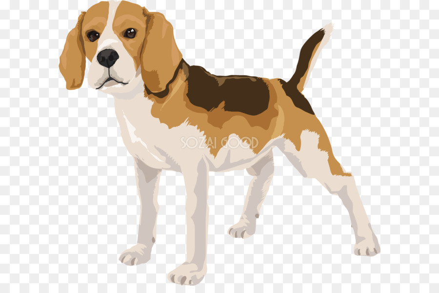 Anjing Saint Bernard，Santo Bernard PNG