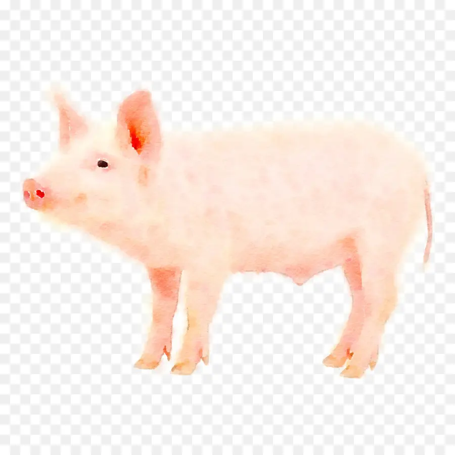 Babi，Peternakan PNG