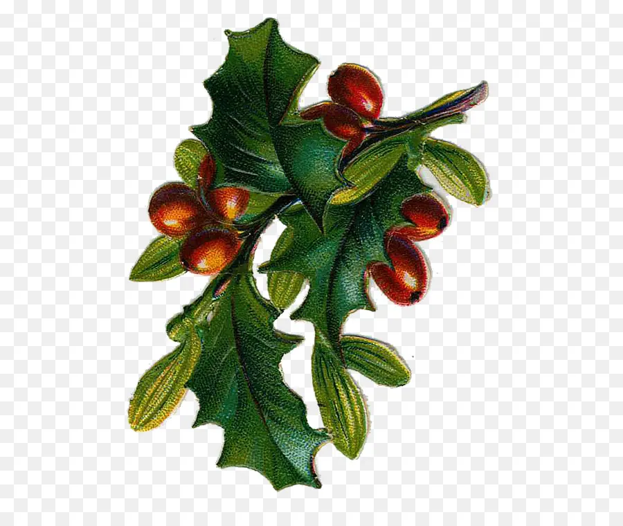 Holly，Daun Daun PNG