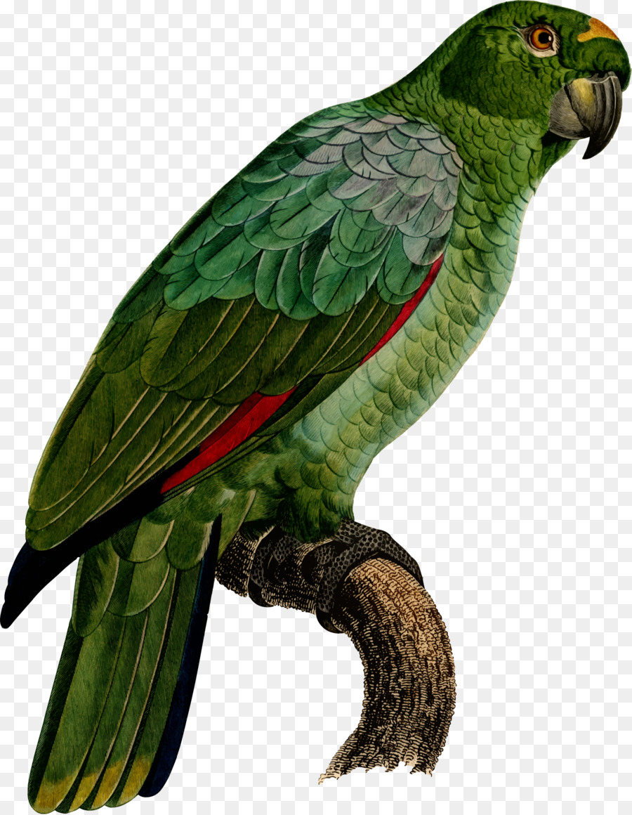 Burung Beo Hijau，Burung PNG