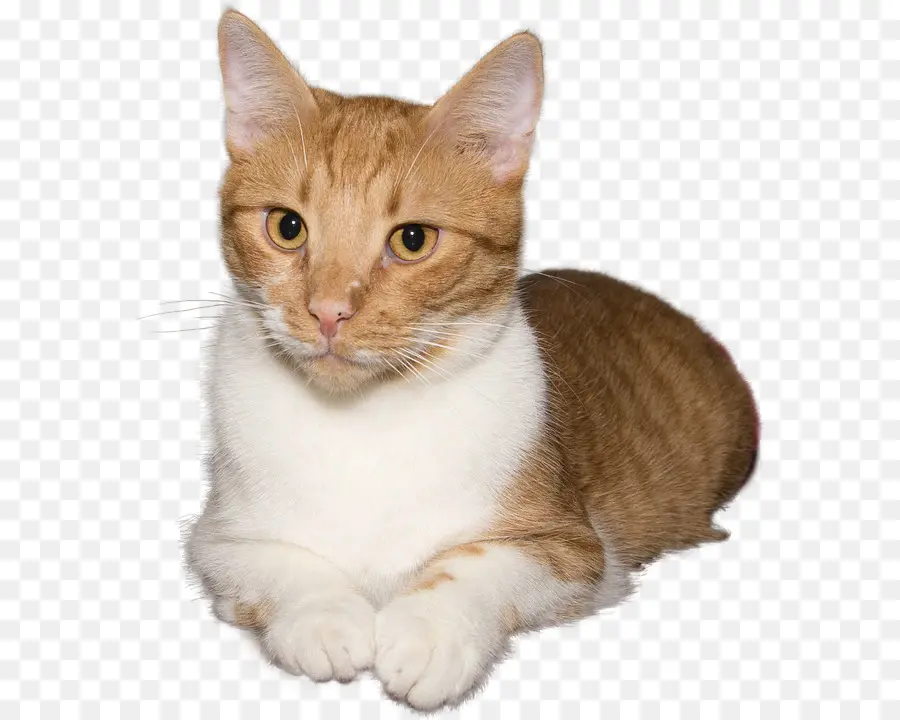 Kucing Oranye，Licik PNG