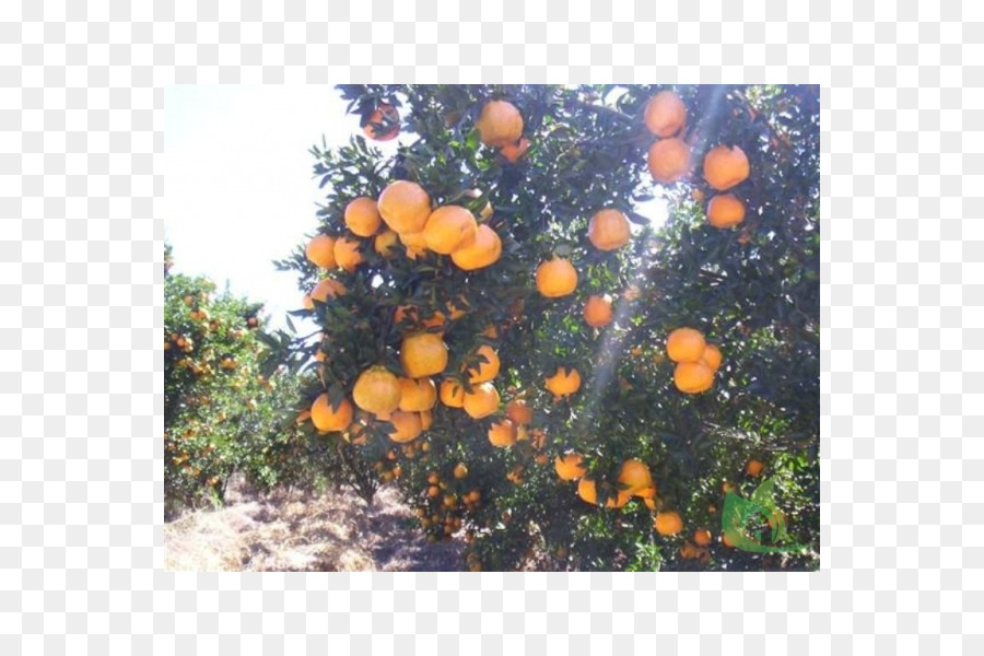 Jeruk，Orange PNG