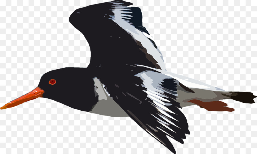 Burung，Kartun PNG
