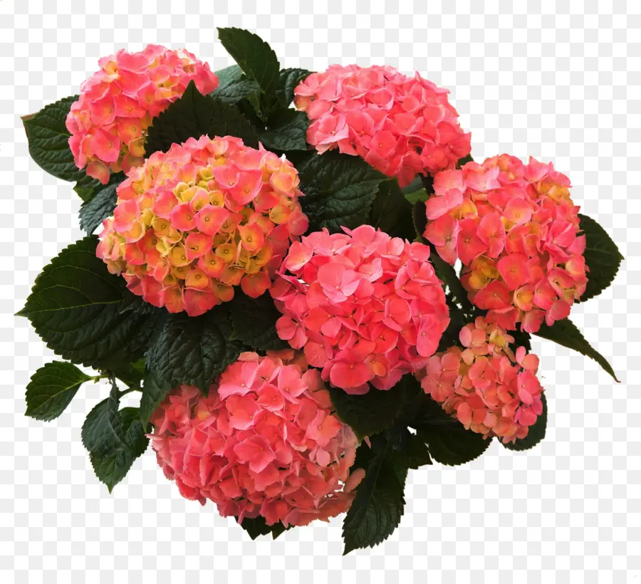 Bunga Hortensia，Bunga PNG