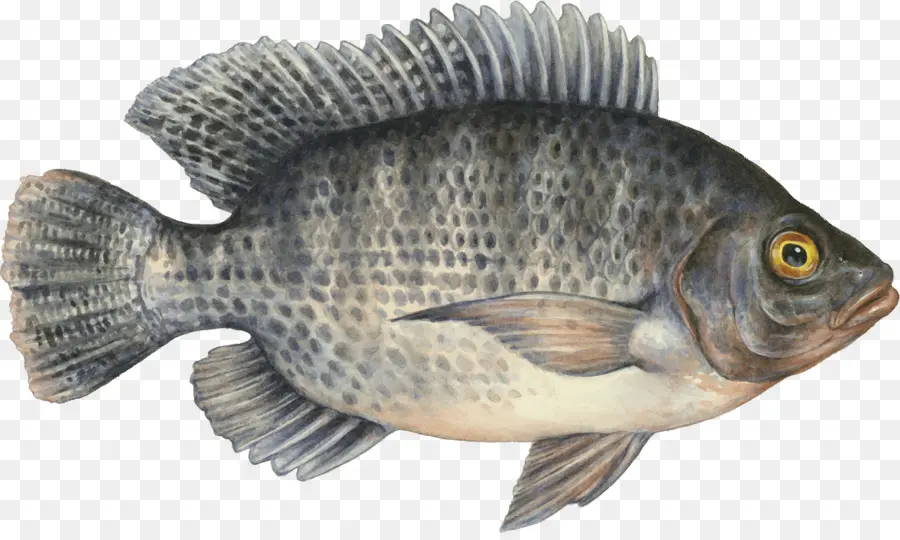 Ikan，Laut PNG