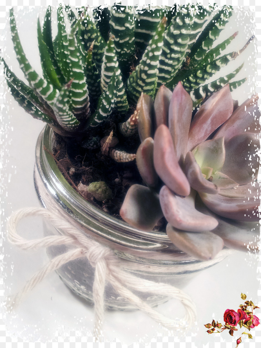 Citroen Cactus M，Pot Bunga PNG