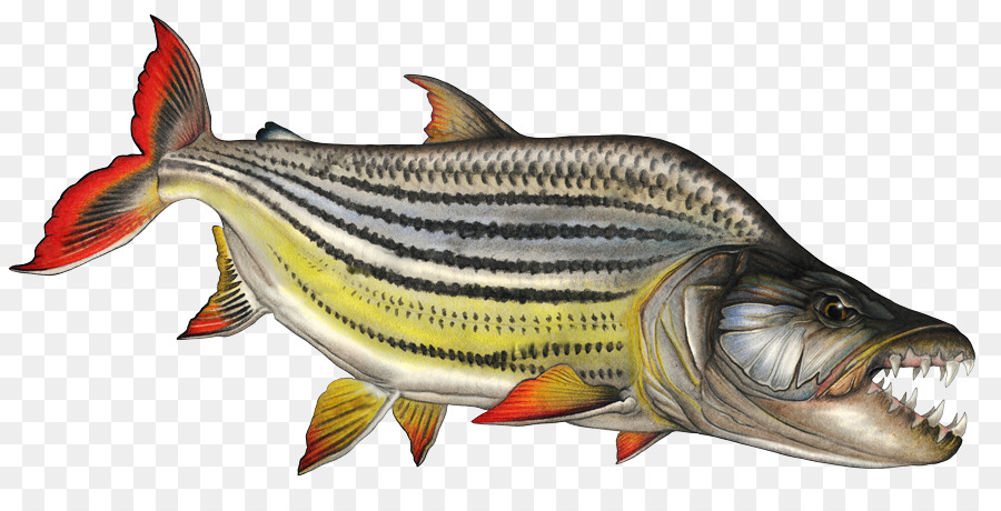 Ikan Mas，Ikan Kakap Putih PNG