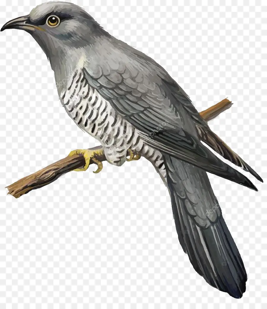 Burung，Hewan PNG