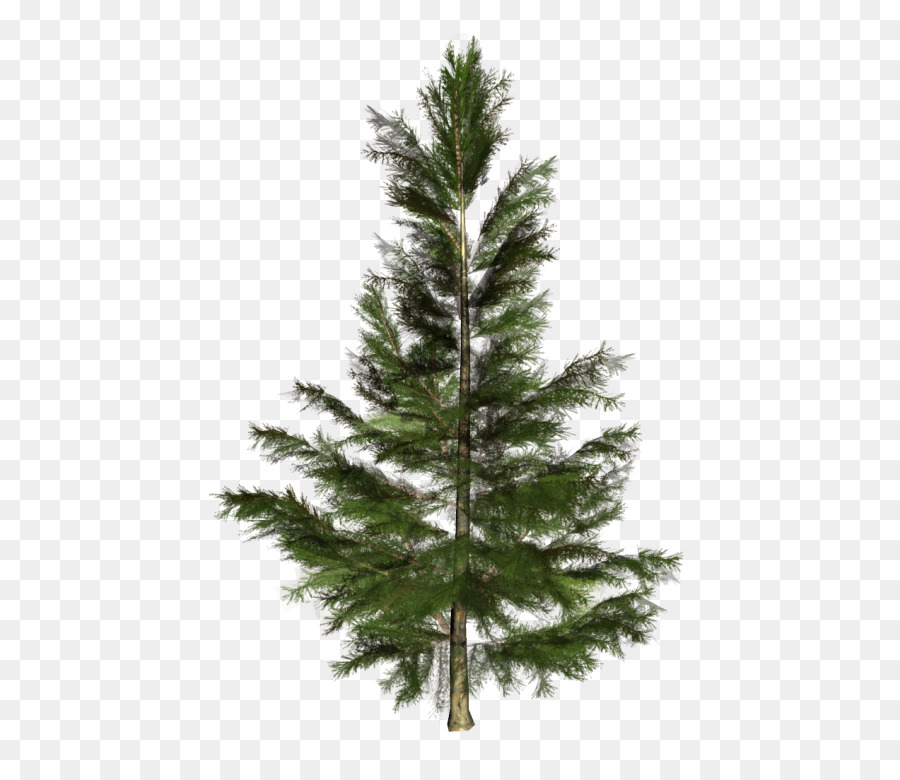 Cemara Pinus Pohon gambar png