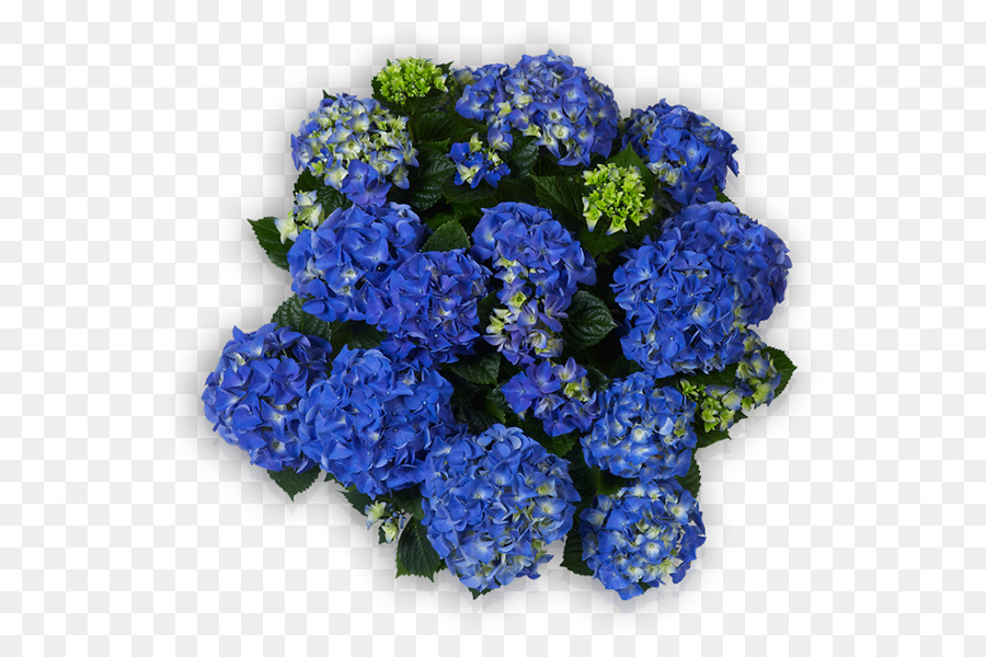 Hydrangea，Biru PNG