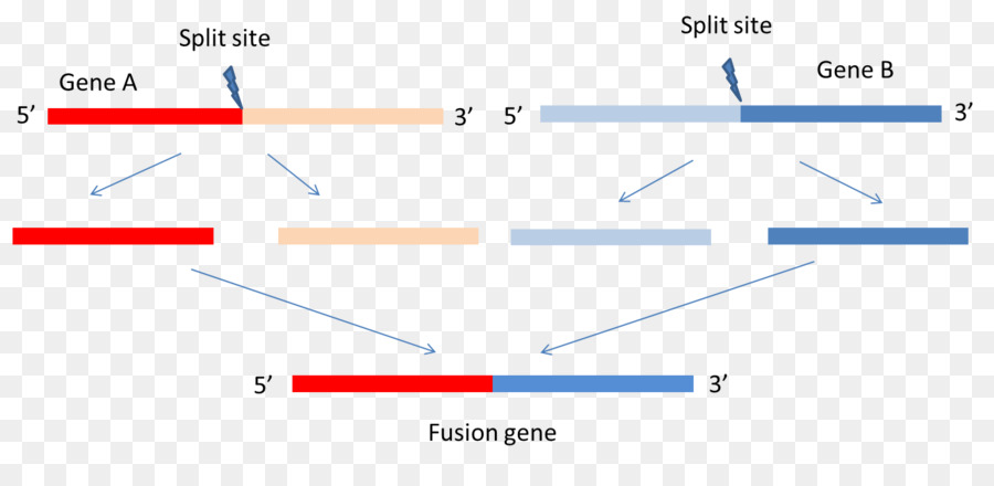 Fusi Gen，Ekspresi Gen PNG