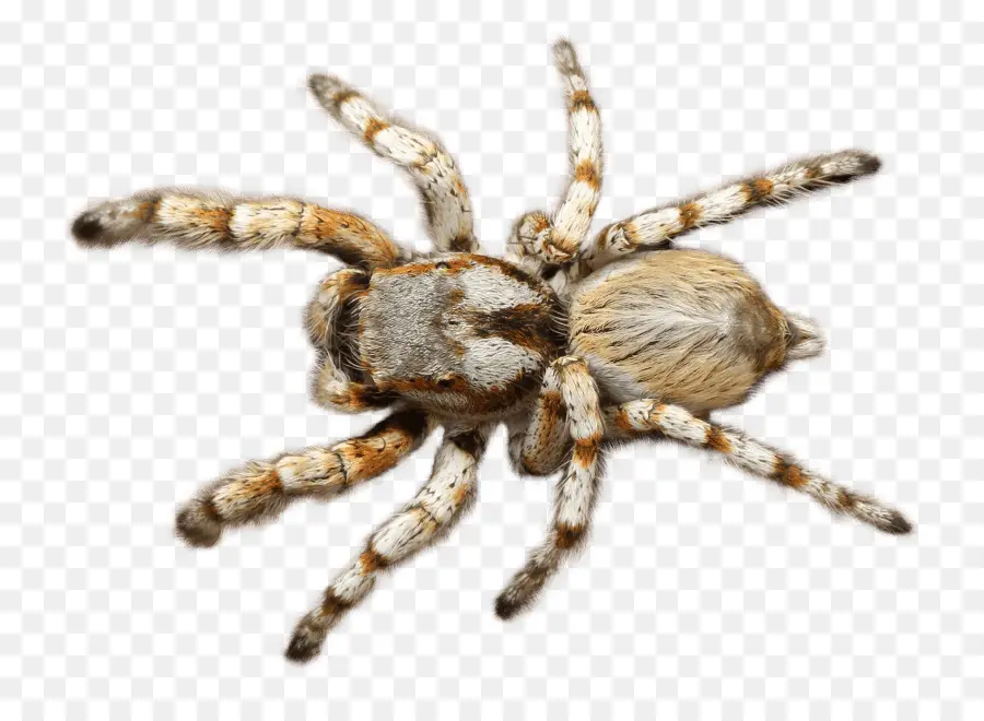 Tarantula，Laba Laba PNG