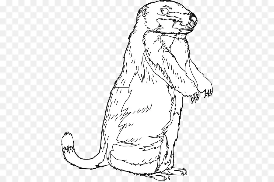 Groundhog，Groundhog Hari PNG
