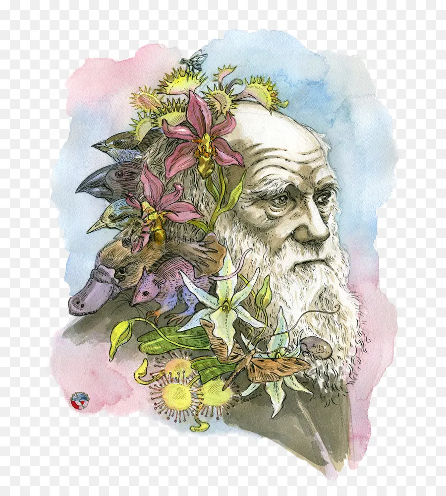 Darwin，Ilustrasi PNG