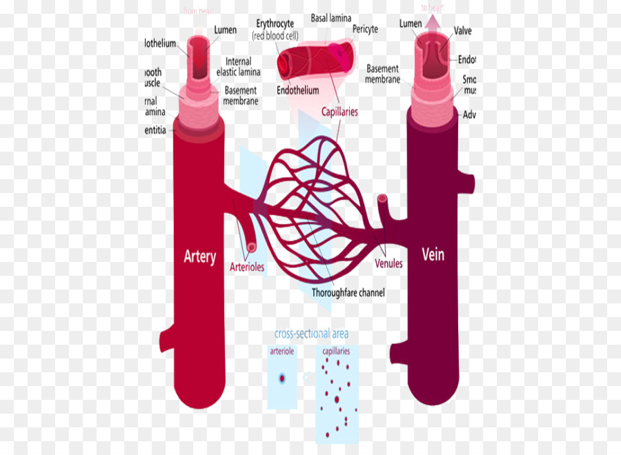 Penyakit Arteri Perifer，Pembuluh Darah PNG