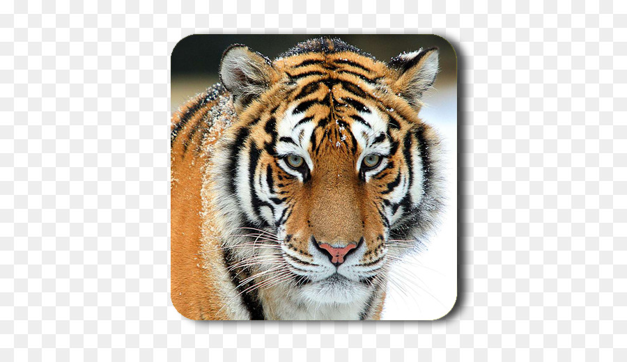 HD wallpaper: Cats, Tiger, Big Cat, Roar, Wildlife, predator (Animal) |  Wallpaper Flare