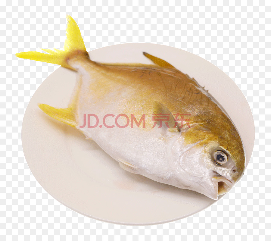Pampus Argenteus，Ikan PNG