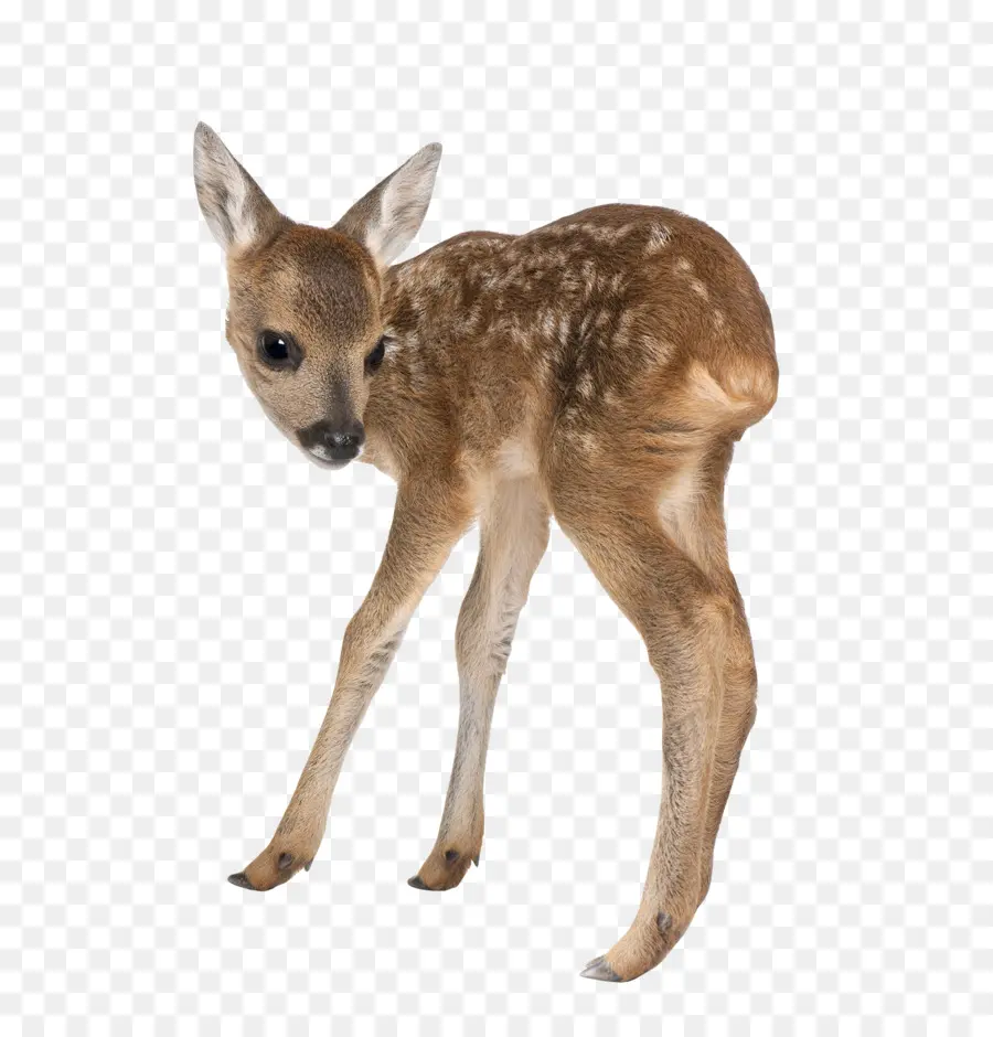 Roe Rusa，Rusa PNG