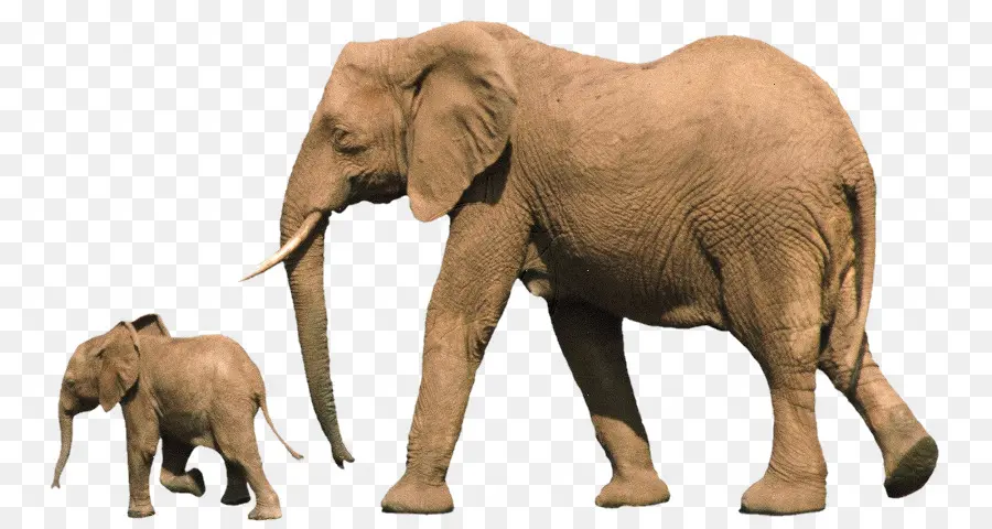 Gajah Afrika Bush，Bayi Gajah PNG