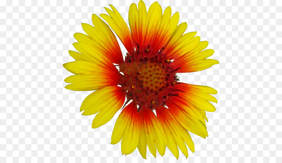Umum Bunga Matahari，Fotografi PNG