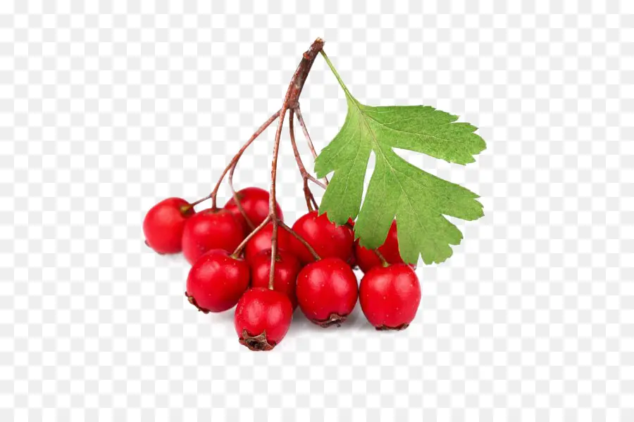 Berry Merah，Daun PNG