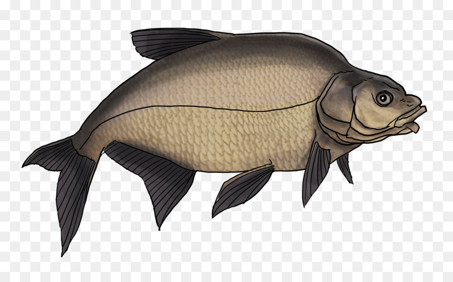 Ikan，Akuatik PNG