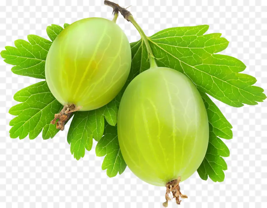 Gooseberry，Makanan PNG