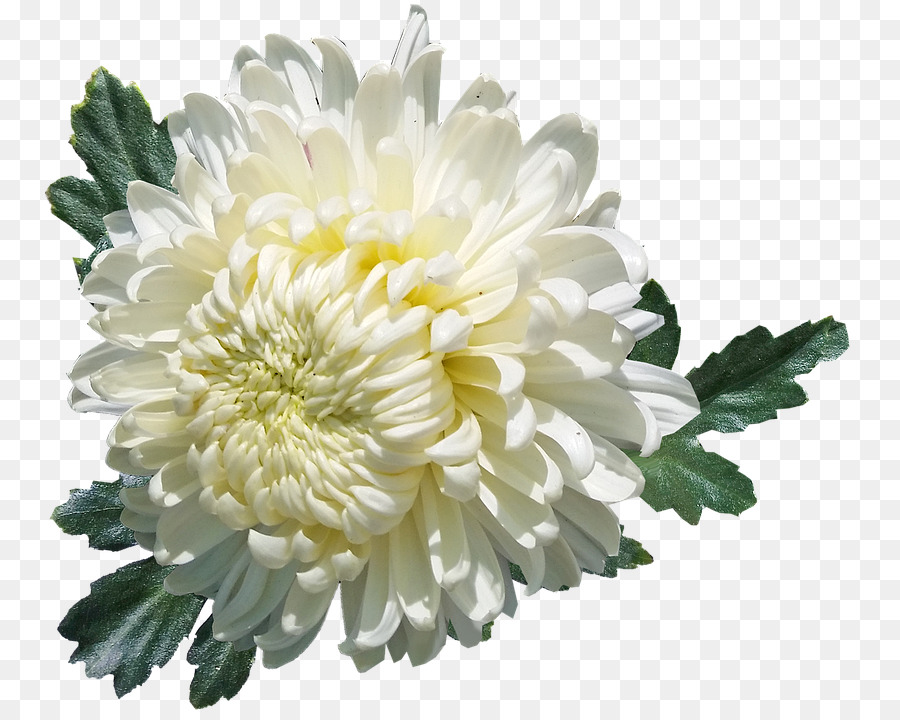 Krisan Bunga Daisy Ketutu Gambar Png