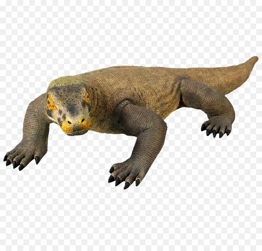 Naga Komodo，Reptil PNG