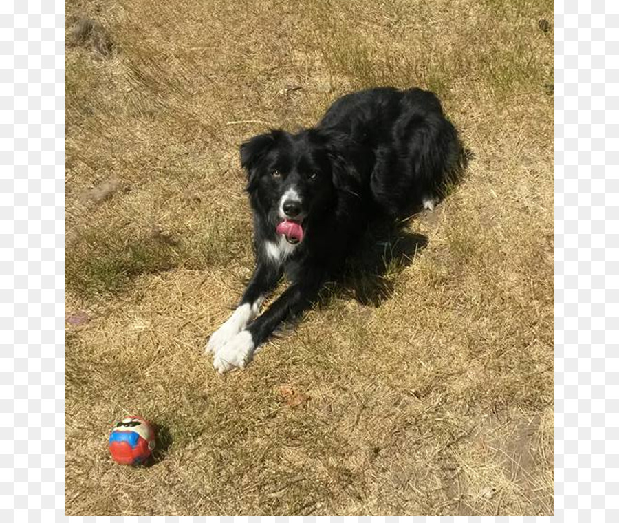 Border Collie，Anjing Berkembang Biak PNG