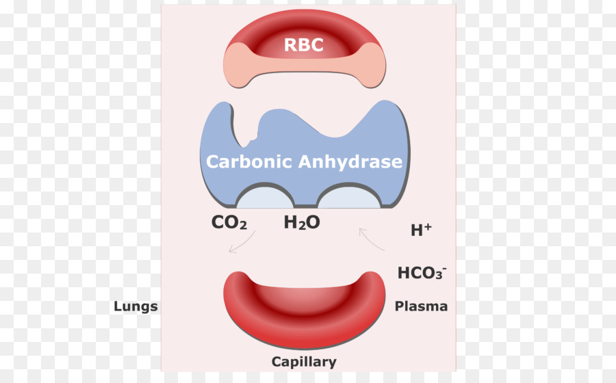 Karbon Dioksida，Sel Darah Merah PNG