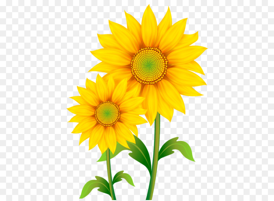 Umum Bunga Matahari Daisy Keluarga Men Download Gambar Png