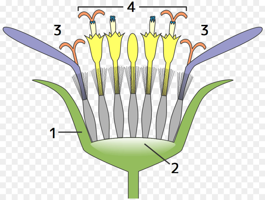 Daisy Keluarga，Kepala PNG