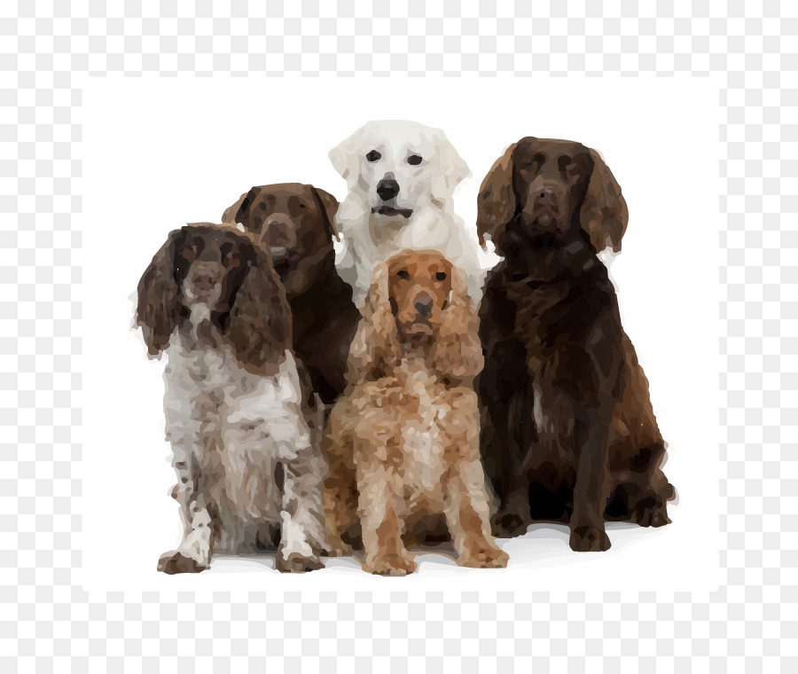 Golden Retriever，Labrador Retriever PNG