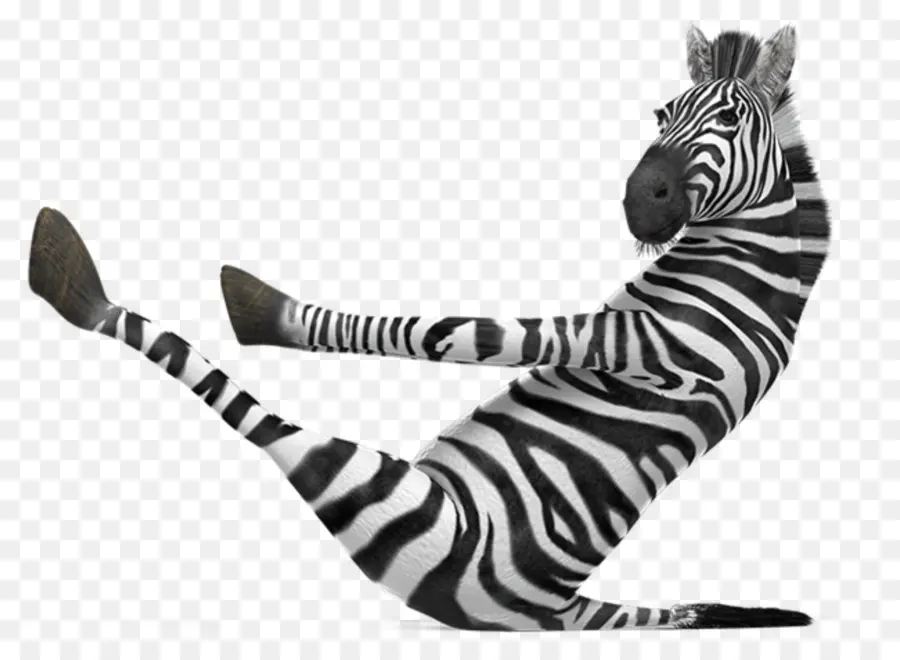 Zebra，Pena PNG