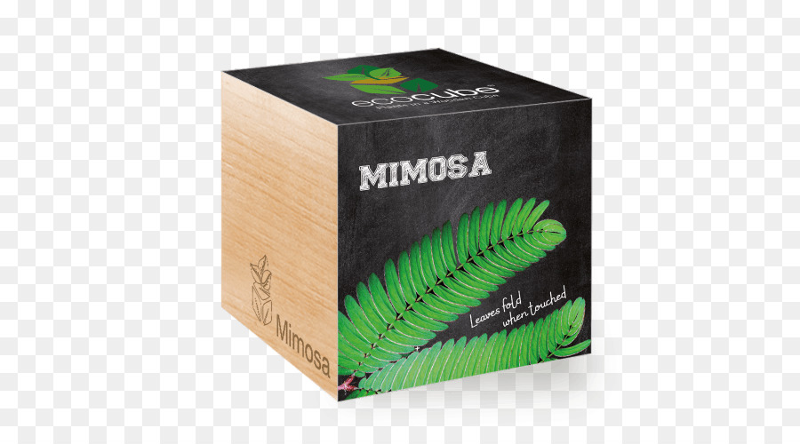 Mimosa Pudica，Tanaman PNG