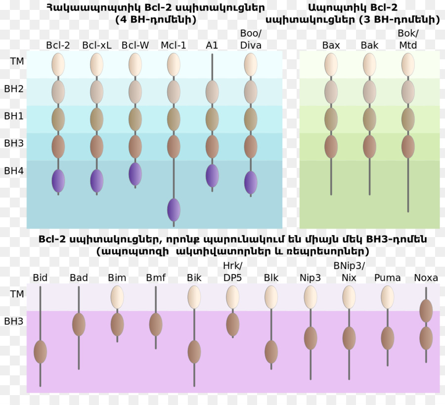 Apoptosis，Sel PNG